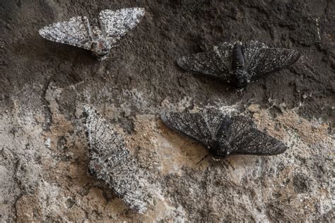 Natural selection in peppered moths .